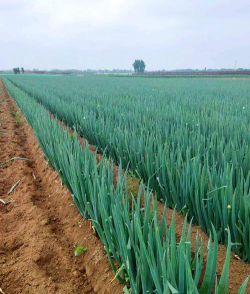 家里阳光不足怎么养花，选对植物种类，掌握养护技巧