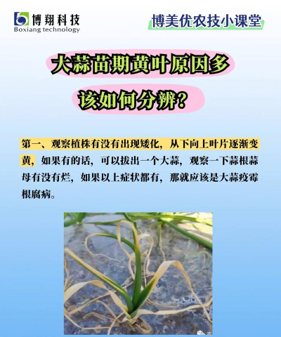 家里阳光不足怎么养花，选对植物种类，掌握养护技巧