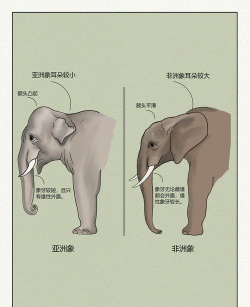 家里阳光不足怎么养花，选对植物种类，掌握养护技巧