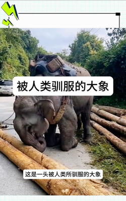 家里阳光不足怎么养花，选对植物种类，掌握养护技巧