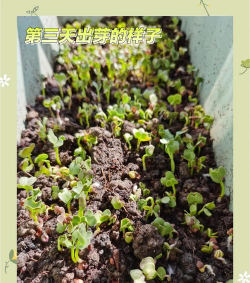 家里阳光不足怎么养花，选对植物种类，掌握养护技巧