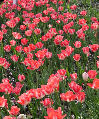 家里阳光不足怎么养花，选对植物种类，掌握养护技巧