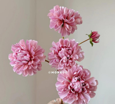 家里阳光不足怎么养花，选对植物种类，掌握养护技巧