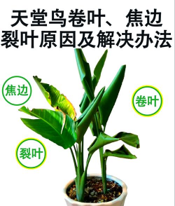 家里阳光不足怎么养花，选对植物种类，掌握养护技巧