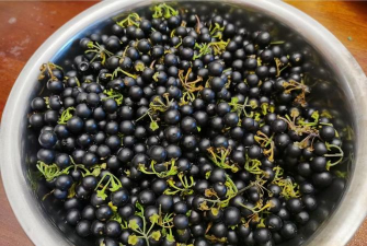 家里阳光不足怎么养花，选对植物种类，掌握养护技巧