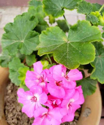 家里阳光不足怎么养花，选对植物种类，掌握养护技巧