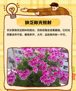 家里阳光不足怎么养花，选对植物种类，掌握养护技巧