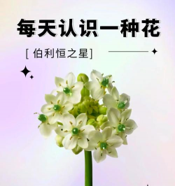 家里阳光不足怎么养花，选对植物种类，掌握养护技巧