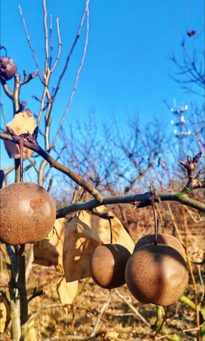 家里阳光不足怎么养花，选对植物种类，掌握养护技巧