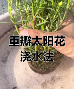 家里阳光不足怎么养花，选对植物种类，掌握养护技巧
