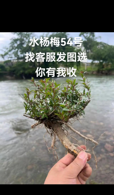 家里阳光不足怎么养花，选对植物种类，掌握养护技巧