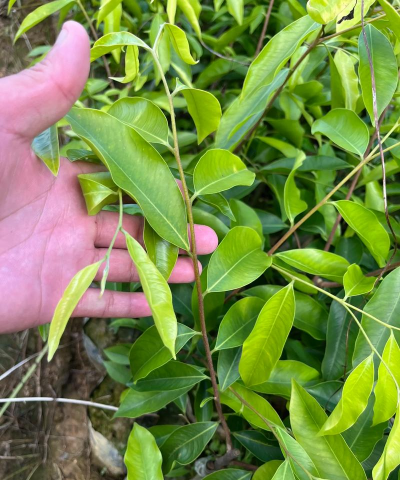 家里阳光不足怎么养花，选对植物种类，掌握养护技巧