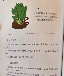 家里阳光不足怎么养花，选对植物种类，掌握养护技巧