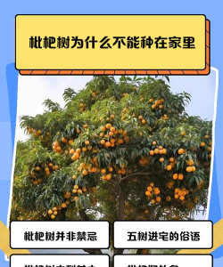 家里阳光不足怎么养花，选对植物种类，掌握养护技巧