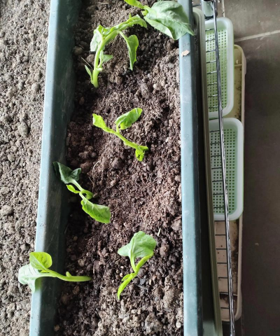 家里阳光不足怎么养花，选对植物种类，掌握养护技巧