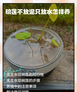 家里阳光不足怎么养花，选对植物种类，掌握养护技巧