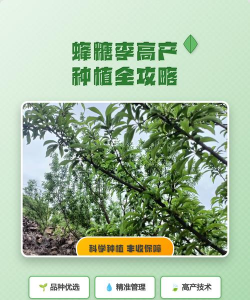 家里阳光不足怎么养花，选对植物种类，掌握养护技巧