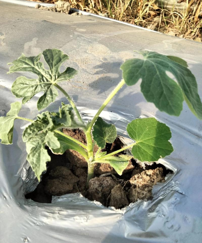 家里阳光不足怎么养花，选对植物种类，掌握养护技巧