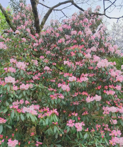 家里阳光不足怎么养花，选对植物种类，掌握养护技巧