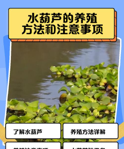 家里阳光不足怎么养花，选对植物种类，掌握养护技巧