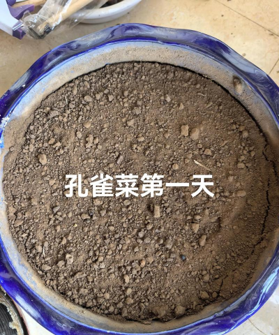 家里阳光不足怎么养花，选对植物种类，掌握养护技巧