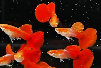 家里阳光不足怎么养花，选对植物种类，掌握养护技巧