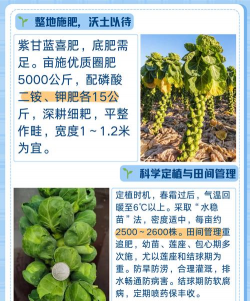 家里阳光不足怎么养花，选对植物种类，掌握养护技巧