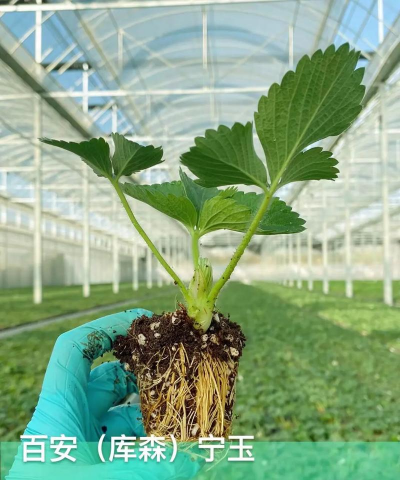 家里阳光不足怎么养花，选对植物种类，掌握养护技巧