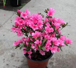 家里阳光不足怎么养花，选对植物种类，掌握养护技巧