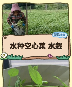 家里阳光不足怎么养花，选对植物种类，掌握养护技巧