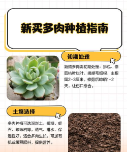 家里阳光不足怎么养花，选对植物种类，掌握养护技巧
