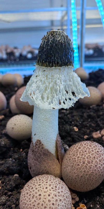 家里阳光不足怎么养花，选对植物种类，掌握养护技巧