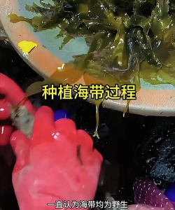 家里阳光不足怎么养花，选对植物种类，掌握养护技巧