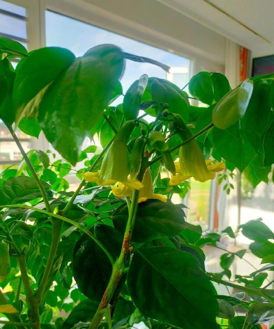 家里阳光不足怎么养花，选对植物种类，掌握养护技巧