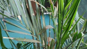 家里阳光不足怎么养花，选对植物种类，掌握养护技巧