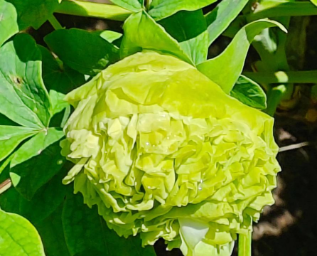 家里阳光不足怎么养花，选对植物种类，掌握养护技巧