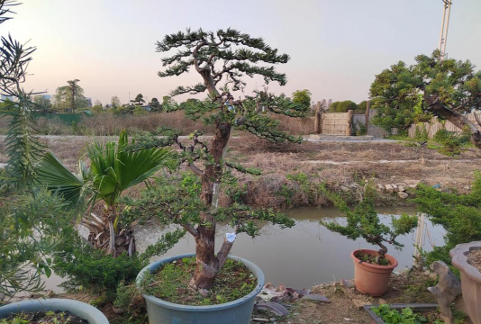 家里阳光不足怎么养花，选对植物种类，掌握养护技巧