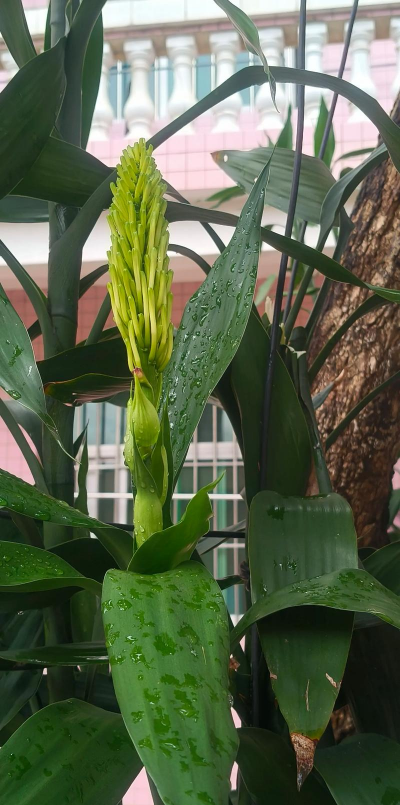 家里阳光不足怎么养花，选对植物种类，掌握养护技巧