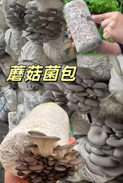 家里阳光不足怎么养花，选对植物种类，掌握养护技巧