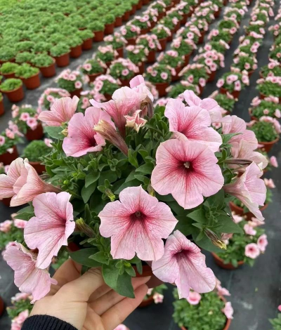 家里阳光不足怎么养花，选对植物种类，掌握养护技巧