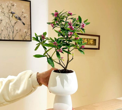 家里阳光不足怎么养花，选对植物种类，掌握养护技巧