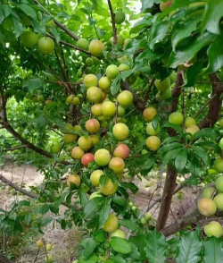 家里阳光不足怎么养花，选对植物种类，掌握养护技巧