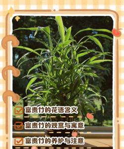 家里阳光不足怎么养花，选对植物种类，掌握养护技巧