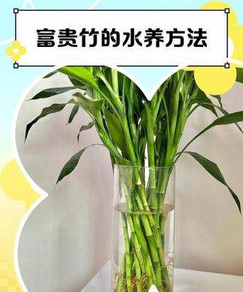 家里阳光不足怎么养花，选对植物种类，掌握养护技巧