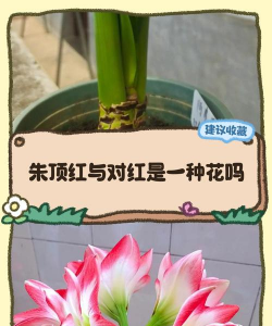 家里阳光不足怎么养花，选对植物种类，掌握养护技巧