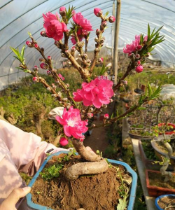 家里阳光不足怎么养花，选对植物种类，掌握养护技巧