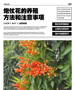 小众送妈妈的花有哪些花