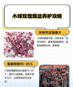 家里阳光不足怎么养花，选对植物种类，掌握养护技巧