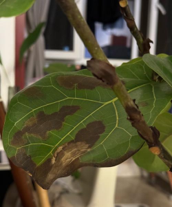 家里阳光不足怎么养花，选对植物种类，掌握养护技巧