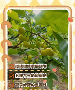 家里阳光不足怎么养花，选对植物种类，掌握养护技巧